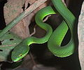 Trimeresurus albolabris, Kuningan