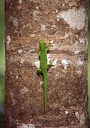 Phelsuma madagascariensis