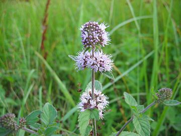 vízi menta (Mentha aquatica)