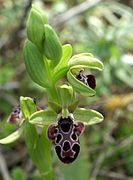 Ophrys kotschyi