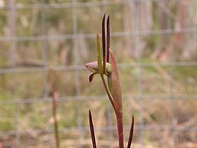 Orthoceras strictum