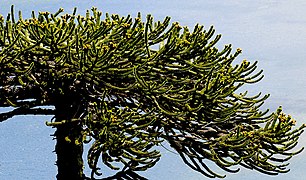 Araucaria 03.jpg