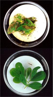 Top: Lesser cornstalk borer larvae extensively damaged the leaves of this unprotected peanut plant. (Image Number K8664-2)-Photo by Herb Pilcher. Bottom: After only a few bites of peanut leaves of this genetically engineered plant (containing the genes of the Bacillus thuringiensis (Bt) bacteria), this lesser cornstalk borer larva crawled off the leaf and died. (Image Number K8664-1)-Photo by Herb Pilcher.