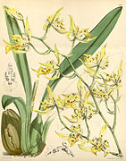 Cyrtochilum pardinum