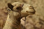 Portrait of a dromedary.