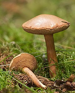 Chalciporus piperatus (Peppery Bolete)