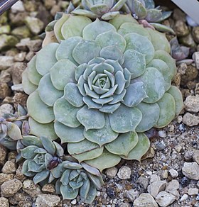 Echeveria elegans