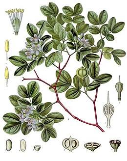 (Guiacum officinale)