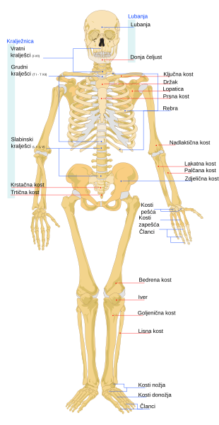 File:Human skeleton front hr.svg