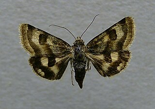 Heliothis ononis