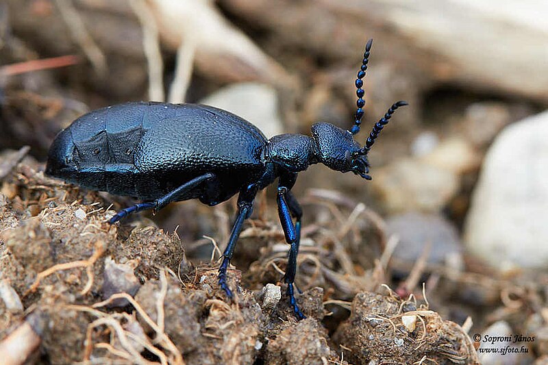 File:Közönséges nünüke - Meloe proscarabaeus - Soproni János.jpg