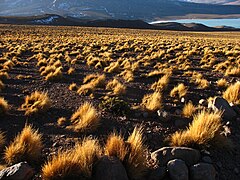 Description de l'image Pajonal con la Laguna Verde al fondo (Potosí - Bolivia).jpg.