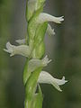 Spiranthes cernua