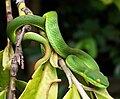 Trimeresurus albolabris, Bogor