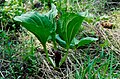 Trillium petiolatum