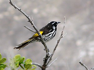 New Holland Honeyeater (Phylidonyris novaehollandiae) on a bush near Bondi Beach.