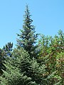 Abies bracteata