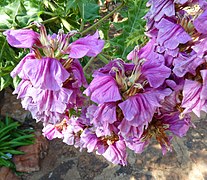 Acanthus pubescens