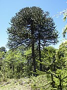 Araucaria araucana by Scott Zona - 002.jpg