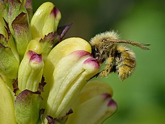 Bombus schrencki