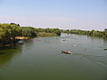 Swimmers on the Bosut river