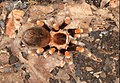 Brachypelma smithi