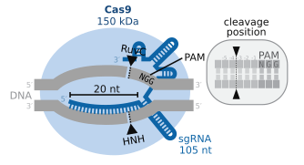 Cas9 cleavage position.svg