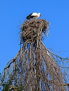 Ciconia ciconia (White stork)