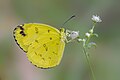 * Nomination: Close wing nectaring of Eurema andersonii (Moore, 1886) - One-spot Grass Yellow (4) WLB --Anitava Roy 14:56, 13 October 2024 (UTC) * * Review needed