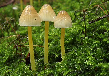 Mycena epipterygia (Dehnbare Helmling)