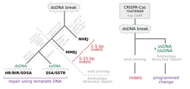 DsDNA break repair and CRISPR-based genome editing.svg