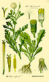 Senecio vulgaris plate 579 in: Otto Wilhelm Thomé: Flora von Deutschland, Österreich u.d. Schweiz, Gera (1885)