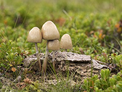 Panaeolus semiovatus var. semiovatus (Shiny Mottlegill)