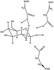 Predicted activity of the conserved Asn450 residue in stabilization of the β-glucuronidase sugar substrate[11][17]