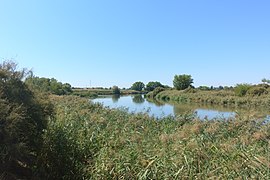 Río Jarama antes de su desembocadura.jpg