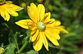 Rudbeckia hirta 'Irish Eyes'