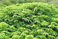 Sanguisorba dodecandra.