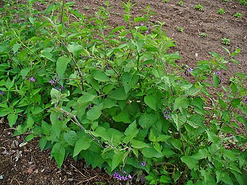 fekete csucsor (Solanum dulcamara)