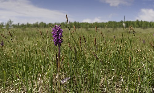 Sølendet reservat. Bruker: Klevsand. Bildet med orkidé kunne på én måte ha vært tatt hvor som helst (orkidé fokusert, omgivelser bare kulisser), men illustrerer faktisk et poeng, gitt at området er kjent for å ha flere relativt sjeldne orkidéarter. (Er ikke tilstrekkelig inne i fagområdet til å vurdere om den avbildede orkideen er sjelden.)