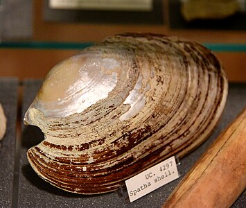 Coquille d'aspathaire[5] provenant de la tombe 1539 de Nagada, Musée Petrie, Londres.