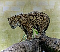 The Jaguar (32647527843).jpg