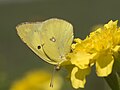 Crab spider's yellow legs can be seen; it has grabbed the butterfly.