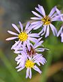 5031 Malvik Strandstjerne Tripolium pannonicum ssp. maritimum (= Aster tripolium)