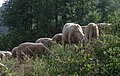 Sheep in Valle Seriana, near Bergamo, Italy