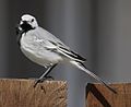 Motacilla alba alba, nonbreeding