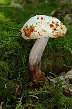 Mold on red cracking bolete (Xerocomellus chrysenteron)