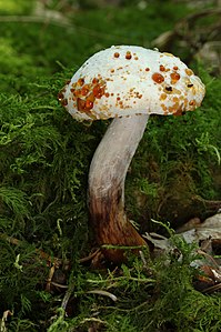 Xerocomellus chrysenteron (Red Cracking Bolete)