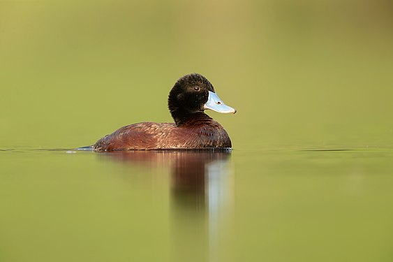 Blue-billed Duck male, Penrith, New South Wales, Australia (created and nominated by JJ Harrison)