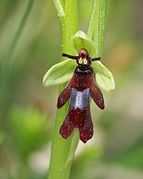 Ophrys insectifera Type species