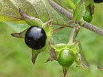 Wolfskers (Atropa belladonna), vruchten